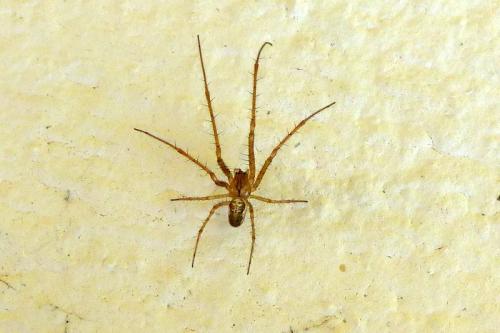 Réf. 196 797 : Metellina sp.